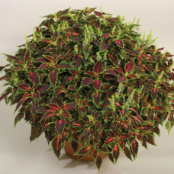 Coleus 'Mosaik™ Rose Blast' 