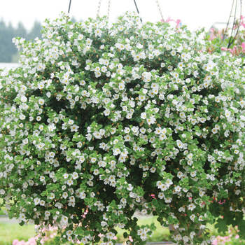 Sutera cordata 'Jumbo White Imp' 