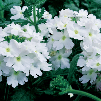 Verbena Lanai® Blush White