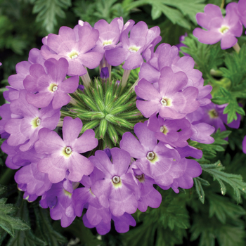 Verbena 'Lilac' 