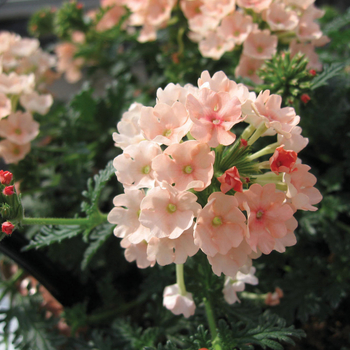 Verbena Magelana™ Peach