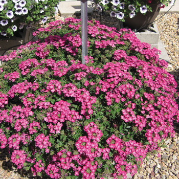 Verbena Magelana™ Plum Frost