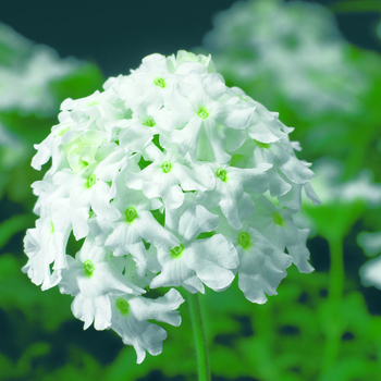 Verbena Magelana™ White