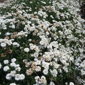 Achillea ptarmica 'Gypsy White'