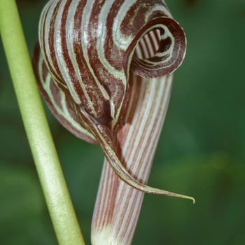 Arisaema fargesii