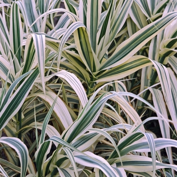 Arundo donax 'Variegata' 