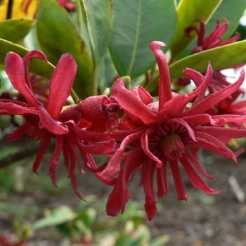 Illicium floridanum 'Halley's Comet' 