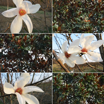 Magnolia salicifolia 'Wada's Memory'