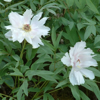 Paeonia ostii 'Feng Dan Bai' 