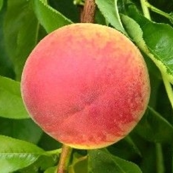 Prunus persica 'Polly' 
