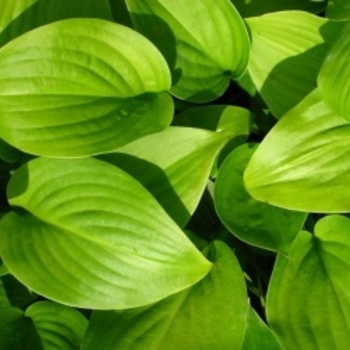 Hosta 'Fried Green Tomatoes' 