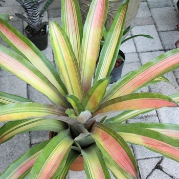 Aechmea 'Alvarez' 