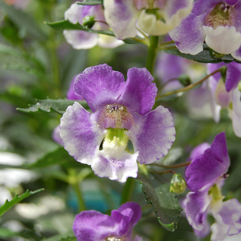 Angelonia angustifolia Adessa® 'Blue Bicolor'