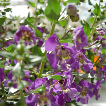 Angelonia angustifolia Adessa® 'Blue'