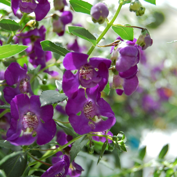 Angelonia angustifolia 'Deep Blue Bicolor' PPAF