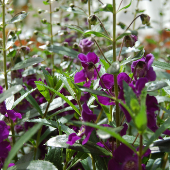 Angelonia angustifolia 'Purple' PPAF