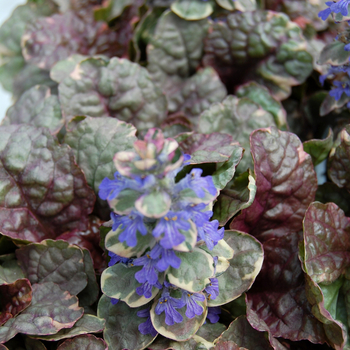 Ajuga reptans 'Sugar Plum' 