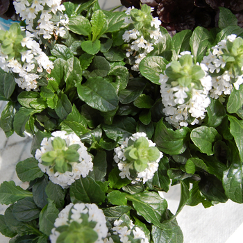 Ajuga reptans 'Alba' 