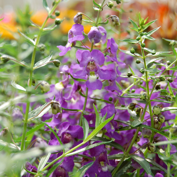 Angelonia angustifolia Angelwings® 'Blue'