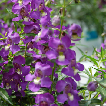 Angelonia angustifolia 'Blue' 