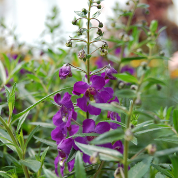 Angelonia angustifolia Angelwings® 'Dark Blue'