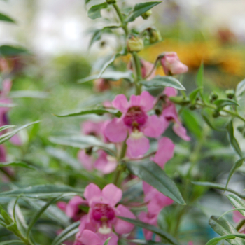 Angelonia angustifolia 'Pink' 