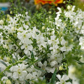 Angelonia angustifolia Angelwings® 'White'