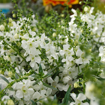 Angelonia angustifolia 'White' 