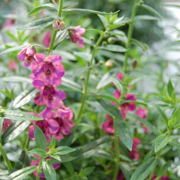 Angelonia angustifolia 'Zebra' 19709P2