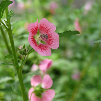 Anisodontea capensis 