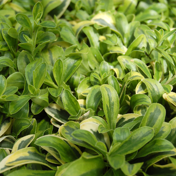 Arabis ferdinandi-coburgi 'Old Gold' 