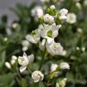 Arabis caucasica 'Plena' 