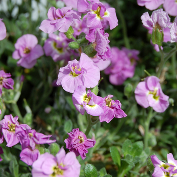 Aubrieta deltoides 'Double Pink' 