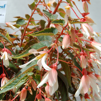 Begonia 'Elegance' Yagance PP19817