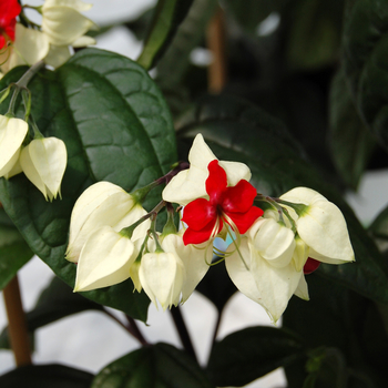 Clerodendrum thomsoniae 