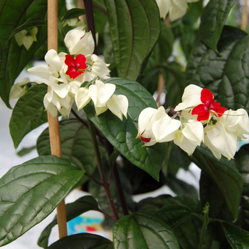 Clerodendrum thomsoniae