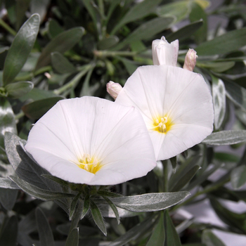 Convolvulus cneorum