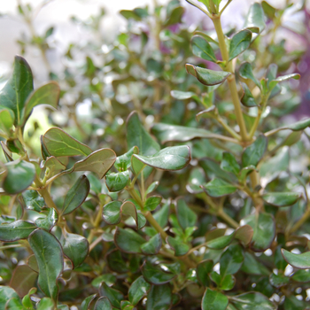 Coprosma 'Coppershine' 