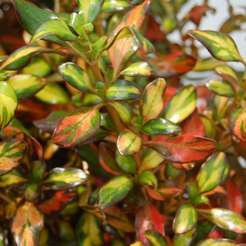 Coprosma 'Evening Glow' 