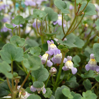 Cymbalaria muralis