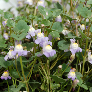 Cymbalaria muralis '' (047652)