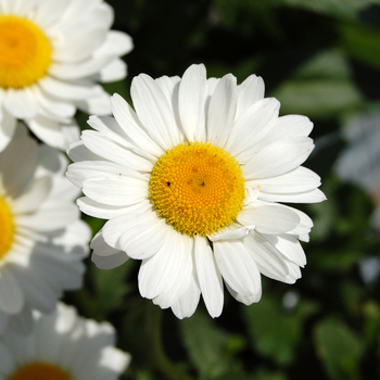 Leucanthemum x superbum 'Darling Daisy' 