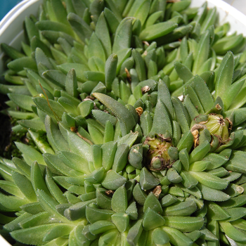 Delosperma congestum