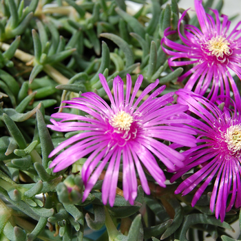 Delosperma cooperi 