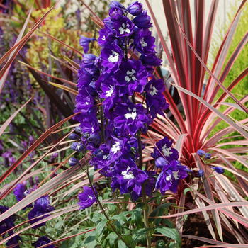 Delphinium elatum Pacific Giants 'King Arthur'