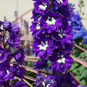 Delphinium elatum 'King Arthur' 