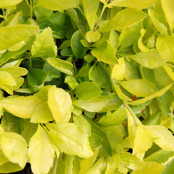 Duranta erecta 'Lime' 