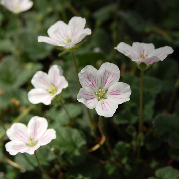 Erodium reichardii 'Album' (047665)