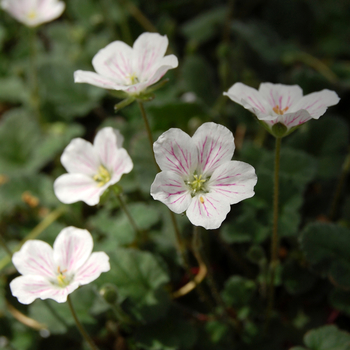 Erodium reichardii 'Album' 