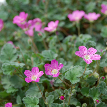 Erodium reichardii 'Bishop's Form' 